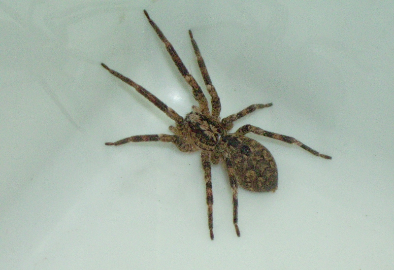 Zoropsis spinimana